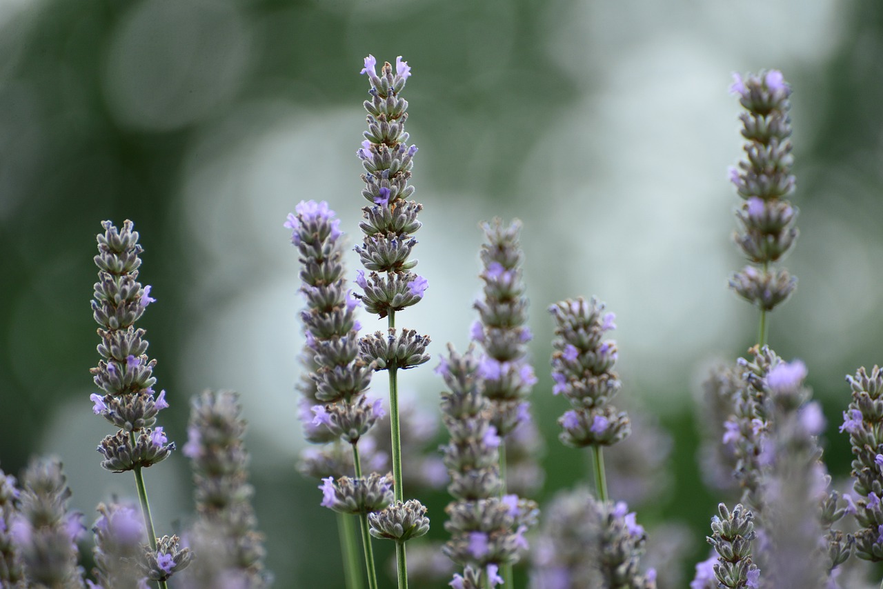 lavender, plant, nature